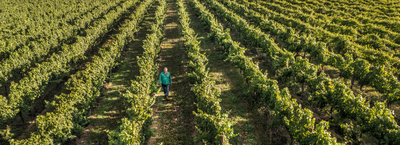 A man walking in Tumblong Hills vineyard